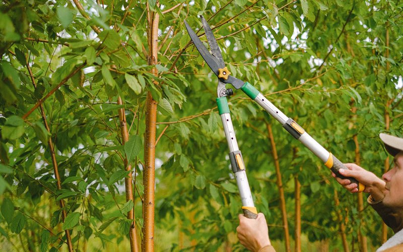 Tree trimming in Babbitt, MN